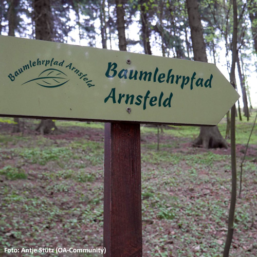 Baumlehrpfad Arnsfeld